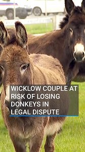 A legal dispute over two donkeys fostered by a Wicklow couple threatens to take the animals away from them. Donkey Sanctuary Ireland (DSI) said it is taking legal action to have the donkeys returned, due to welfare concerns - a claim the couple reject. Issues between Sandra and Gerry Kinsella, and DSI started in 2022. This followed the introduction of the country’s first National Equine Census. It was discovered that Wags and Trey - who originally came to Ireland from the UK - did not have Irish