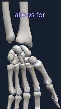 Anatomy of the Wrist – Ligaments and Joints