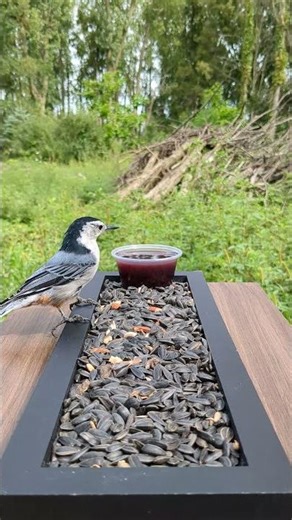 The beautiful White-breasted Nuthatch & Black-capped Chickadee! #chickadee