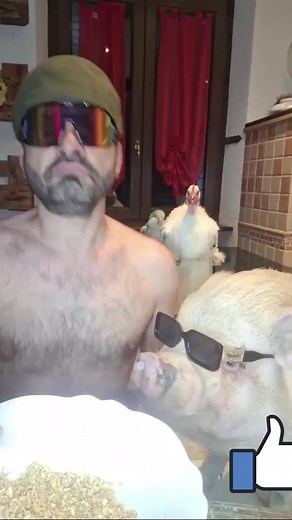 Man of questionable sanity ✅ Very polite pig ✅ Dancing parrot ✅ Curiously chill chicken✅ #viralvideoシ #fypchallenge #viralvideochallenge | Yusuf Adebare
