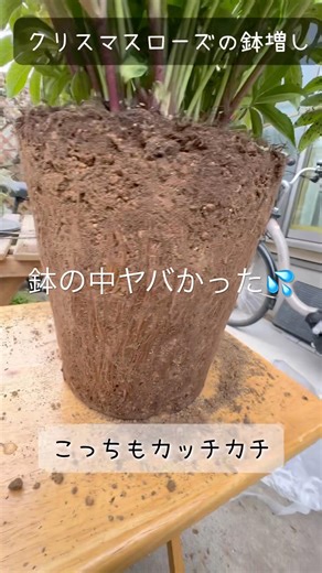 抜いたらカッチカチ…クリスマスローズの根詰まりを鉢増しで解決