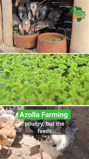 Say Goodbye to High Feed Costs with Azolla!