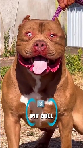 Top 5 Best Home Security Dogs 🏠🐶 | Ultimate Protection Against Intruders & Predators.