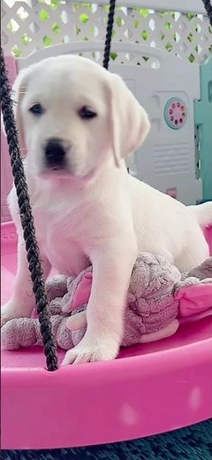 Sweet English white lab puppy. Silver girl is eight weeks old. #fluffypuppies #cutepuppy