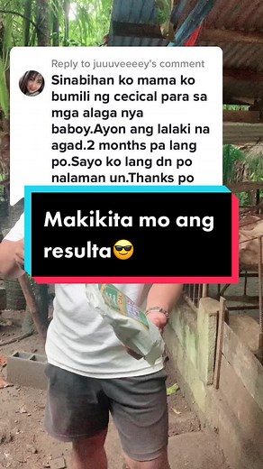 Cecical Powder for Pigs: How to Use and Benefits Explained