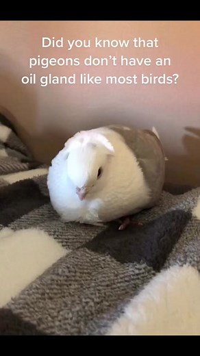 Powder Down and Air Purifiers for Pet Birds