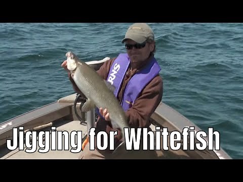 Vertical Jigging for Huge Whitefish | Fish'n Canada