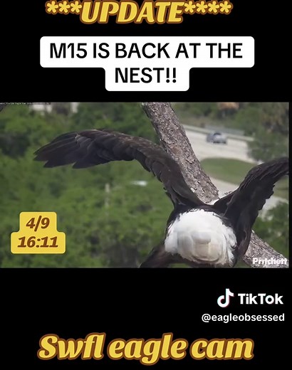 M15 Returns to SWFL Eagle Cam Nest