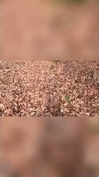 Countdown to 2025 Deer Season - Killshot Shorts - Part-7 #buckdown #killshot #deerhunting #dogdrives