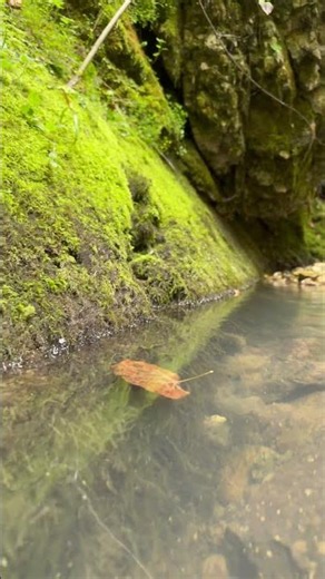 Floating Autumn Leaf 🍃Water Sounds For Meditation & Sleep