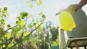 Spraying a currant bush against pests and aphids. Iron sulfate for plant diseases. Slow motion Stock Video