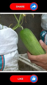 Cucumber plants 🥒💘 | Small Vegetable Garden
