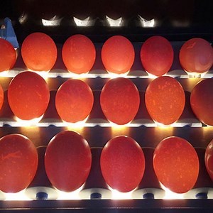 [Hot Item] Chicken Egg Grading Machine Duck Egg Sorting Machine High Performance Poultry Egg Processing Machine