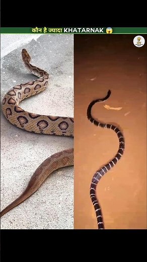 Russell's Viper vs Common Krait😱 | किसका ज़हर सबसे ताकतवर?