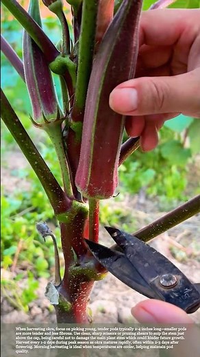 Tips for Harvesting Okra