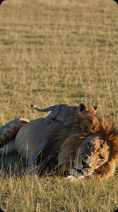 #lion #simba #lionking #mufasa #father #love #viral #fyp | AIisCrazy