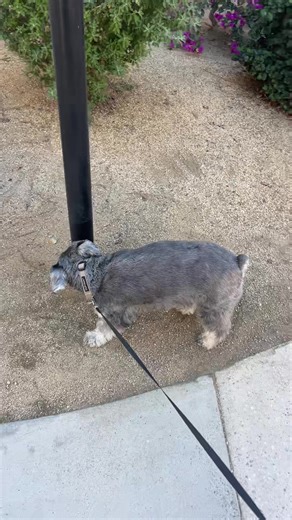 stacydash100 (@stacydash100)’s videos with Super dog - 제이블루씨 (J-Blue Sea)