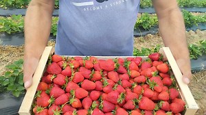 469K views · 2K reactions | Ove godine berba jagoda počela je neobično rano. Tim povodom posetili smo poljoprivredno gazdinstvo Dragana Jankovića u Bojiću da ga pitamo da li je zadovoljan ovogodišnjim rodom i cenom jagoda | Podrinske Šabac | Facebook