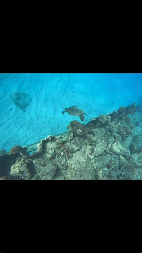 Just swimming with friendly turtles 😊 | Jeb Corliss