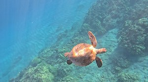 12/10/25 - Hanauma Bay Honu | Blue Hawaii Divers