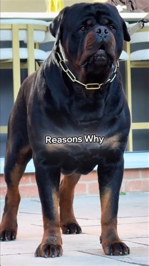 Thinking About a Rottweiler? Watch This First