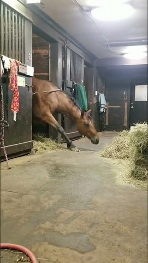 Greedy Horse Stretches his Neck From Underneath Stall Guard and Grabs Hay - 1216144