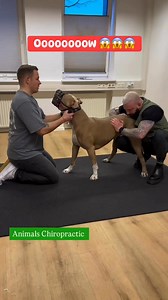 @super fans #ChiropracticAtHome #animalcaretips #dogmassagetherapy #XLbully #dogcaretips #animalchiropractic | Animaux en Folie