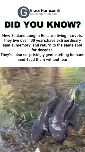 100-Year-Old Eels With Insane Spatial Memory #wildlifefacts #viralanimalvideos #naturefacts