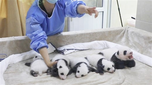 260K views · 5.2K reactions | Welcome to our latest panda doll...