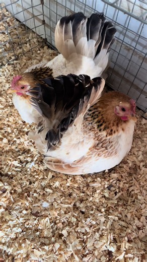 Stay tuned!! Teeny tiny Serama babies coming soon!! *going to be more active over here even if it’s just random hits from my farm life. #seramachickens #chickdays