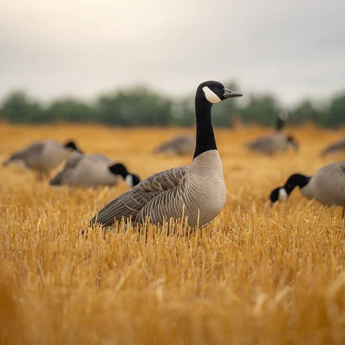 Canada Goose Decoys | Realistic, Durable, and Effective