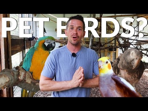 HOW We Got $30,000 Worth of Parrots for FREE