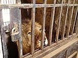 Lions are seen living in dark rusty cells at Yemen Zoo