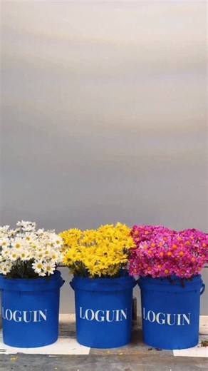 Campaña 3 llega con nuevos looks que nos quedan bien a todas ✨👀🤩 Las tendencias más top del momento con looks únicos y súper trendy para ti ✨ y lo mejor a precios únicos 🩵 Encuéntralos ya en campaña 3 de Loguin 🤍 | Loguin