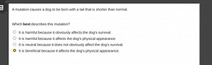 A mutation causes a dog to be born with a tail that is shorter ... | Filo