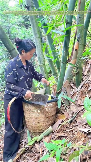 Harvesting Bamboo’s Hidden Gold: Why Spring Shoots Are a Chef’s Secret Weapon