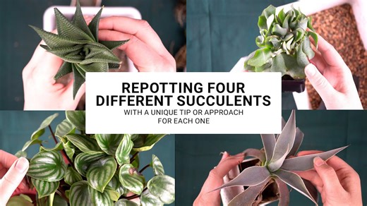 Everything You Need to Know to Plant Peperomia, Mangave & Succulent Friends!