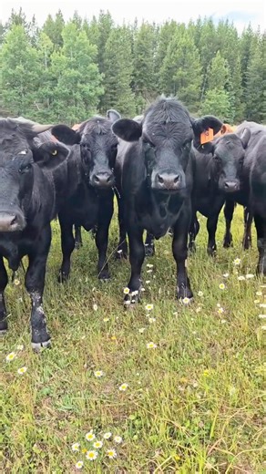 Buying beef shouldn’t be confusing. We’re a small, family-run farm raising grass-fed beef with care from pasture to plate. We offer beef boxes, subscriptions, and bulk orders delivered locally. If knowing where your food comes from matters to you, you can learn more here. | Aurora View Farms