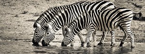 Here are some cool facts about zebras; the iconic beasts of Africa