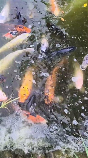 Watch These Colorful Koi Carp Swim!
