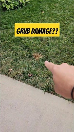 Is it grub damage or fungus? Here's how to tell. #lawncare #lawnlife #grubs #deadgrass #lawn