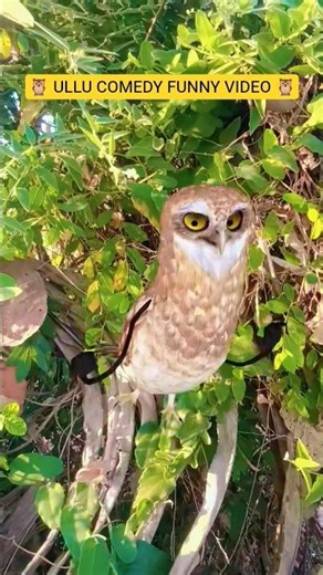 🦉 ULLU COMEDY FUNNY VIDEO 🦉#comedy #funny