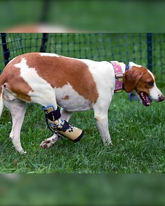 2.5M views · 14 reactions | After escaping a hunt club, spending 2 years on her own in the wild, journeying across three different states, this dog finally found her home. | lohud | Facebook