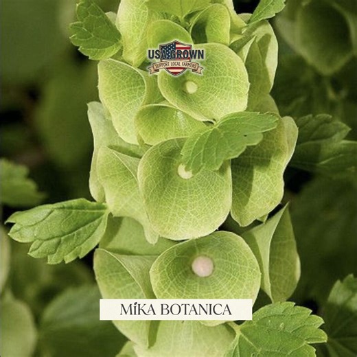 Bells of Ireland Seeds: Green Floral Bracts, (30 Seeds) - Etsy