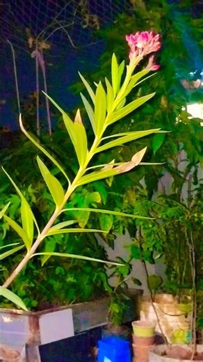 "Growing through every season, my Oleander stands tall with grace."💕#noedplantlover#oleander#nature✨
