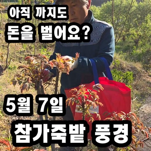 ​"아직도 참가죽순 수확 중? 농부의 칡덩굴 즉사 비법 꿀팁까지!" #참가죽나무 #가죽나무 #칡덩굴제거 #칡박멸 #귀농귀촌
