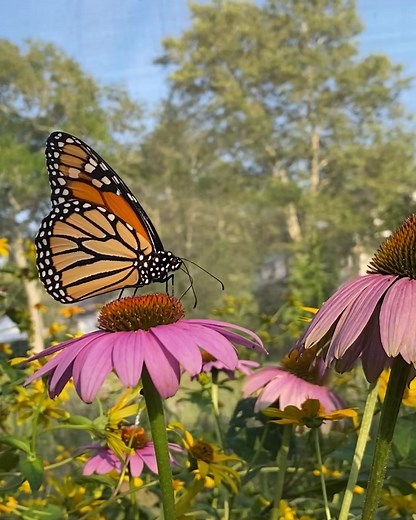 20 reactions | The 23rd Annual Butterfly Festival is this Saturday...