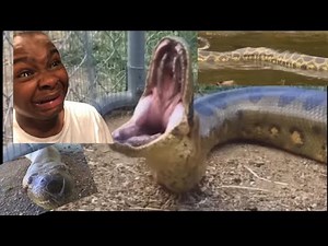 snake eat a woman,and the snake float into the river |real story|