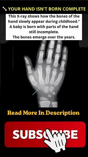 Development of Hand Bones #mysteries #curiosities