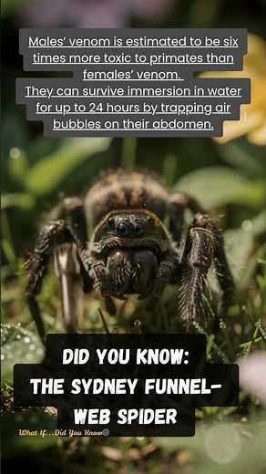 Did You Know | The Sydney funnel web spider